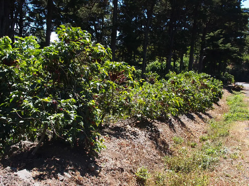 نهال‌های جوان قهوه، محافظت‌شده زیر سایه‌بان انبوه جنگل‌های کهن السالوادور