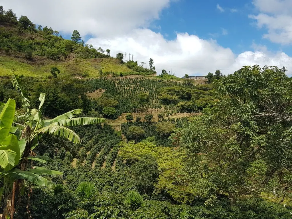 یک مزرعه قهوه در نزدیکی Güisayote در غرب هندوراس