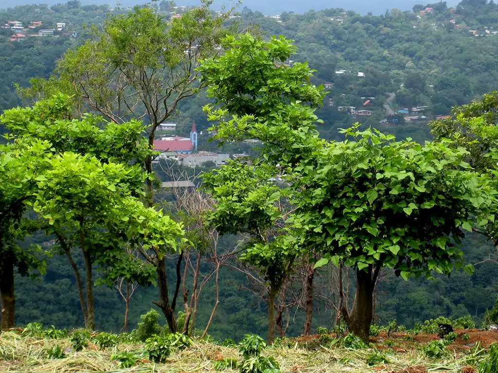 نهال‌های جوان قهوه و منطقه جُرکو کاستاریکا در پس‌زمینه تصویر