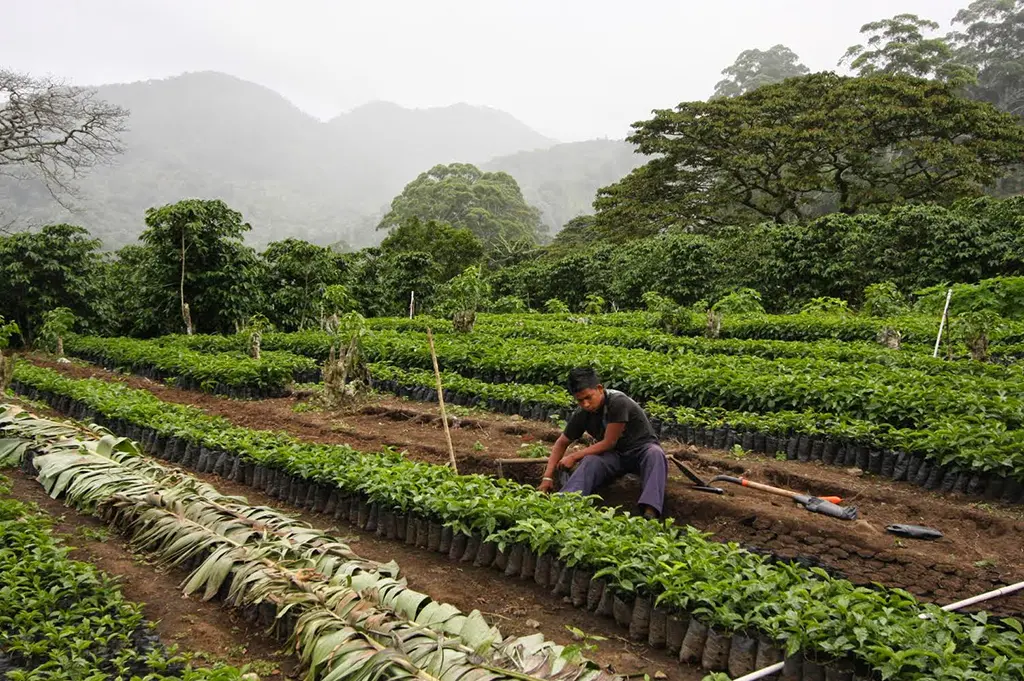 تصویر کارگری که با دقت در حال مراقبت از نهال‌های جوان قهوه در مزرعه آرکو آیریس واقع در منطقه بوکته پاناما است.
