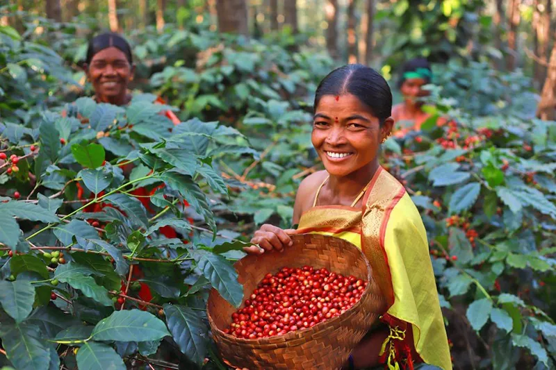 یک زن کشاورز هندی در حال برداشت قهوه در مزرعه