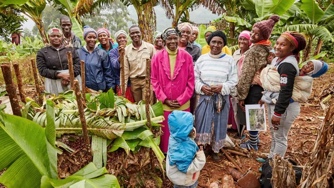 کشاورزان قهوه در زیمبابوه