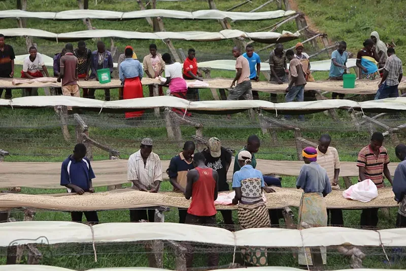 برداشت قهوه در بروندی