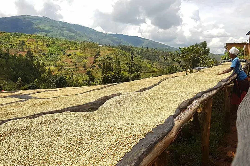 برداشت قهوه در کنگو