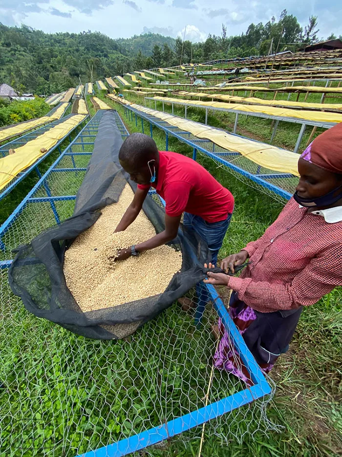 مزرعه قهوه در رواندا