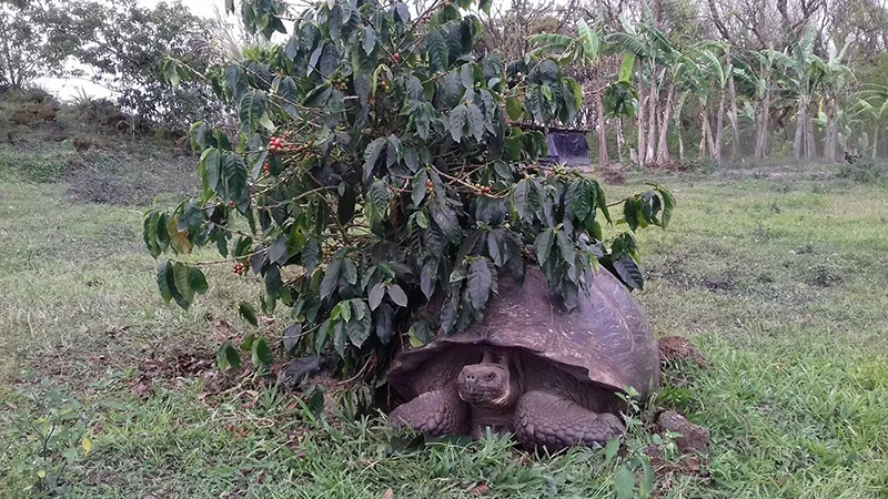 درخت قهوه تیپیکا در اکوادور