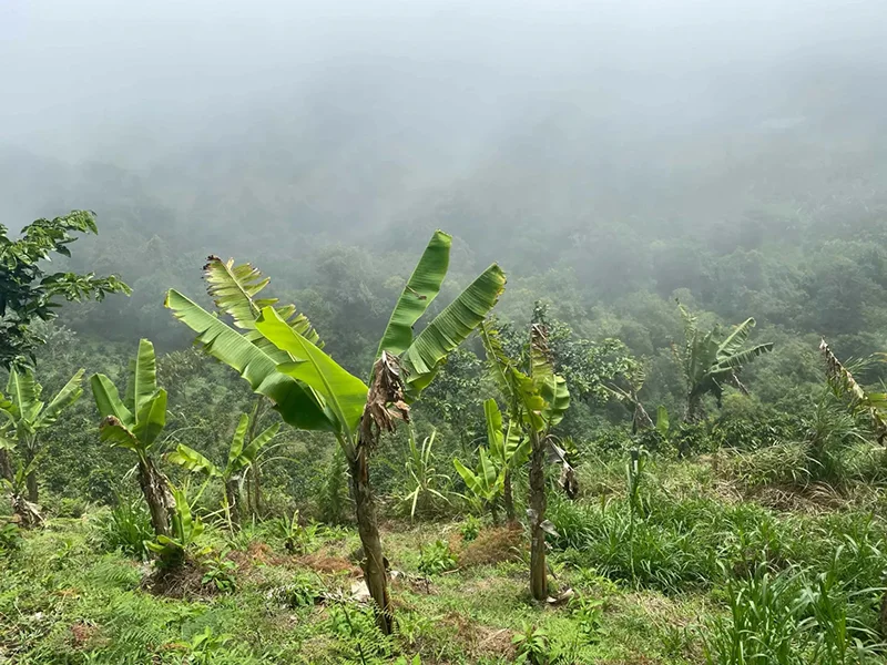 مزرعه قهوه در ونزوئلا