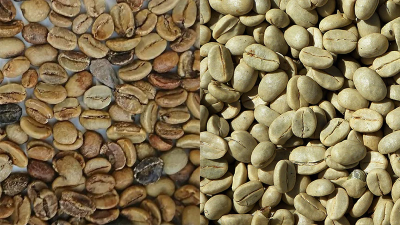 دانه های قهوه با کیفیت و بی کیفیت در کنار هم