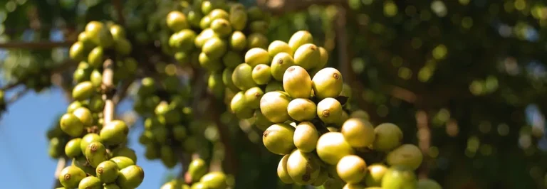 گیاه قهوه ربوستا