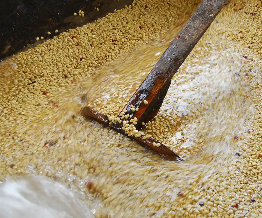 washed coffee processing