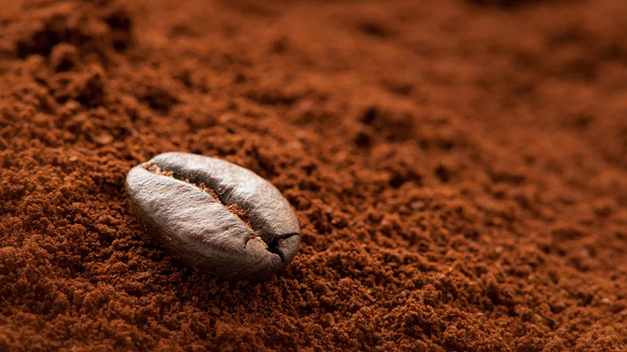 یک دانه قهوه قرار گرفته روی مقداری پودر قهوه