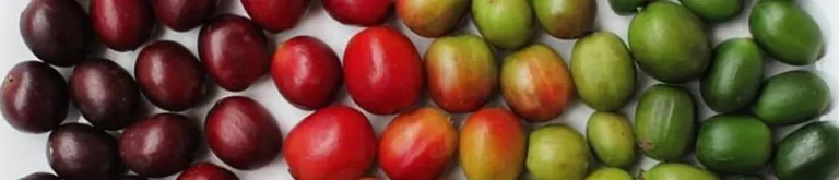 گیلاس قهوه - قهوه سبز