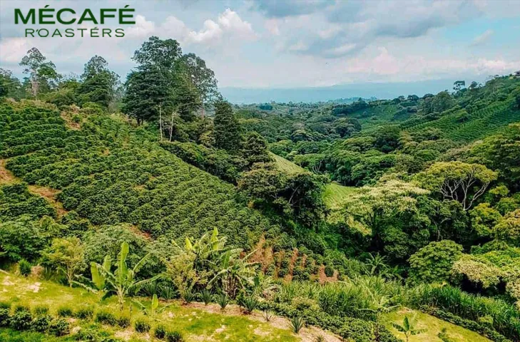 خاستگاه قهوه سبز - می کافه