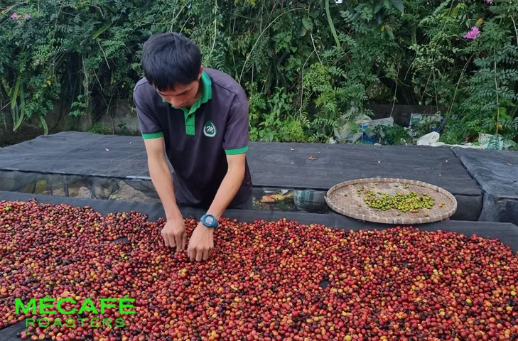 فرآوری قهوه سبز - می کافه