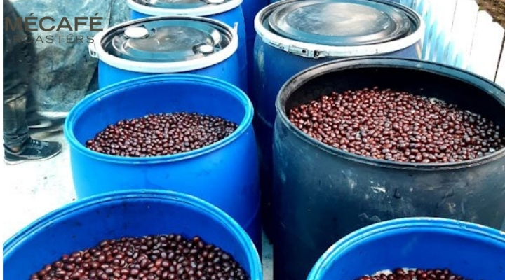 مزایا و معایب تخمیر بی هوازی قهوه