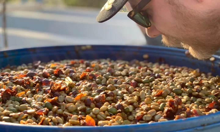 دانه‌های قهوه تازه در مخزن تخمیر بی‌هوازی