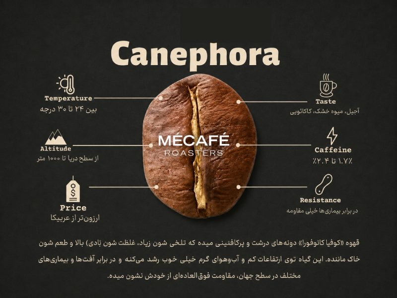 قهوه کانفورا چیست