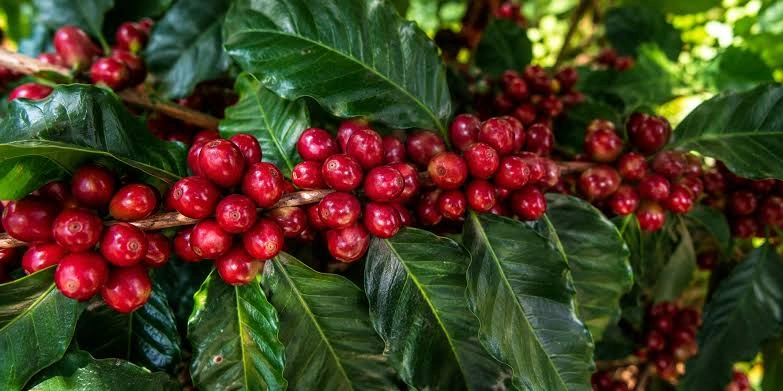 قهوه بوربن قرمز